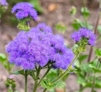 Ageratum.jpg