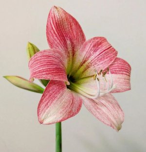 Amaryllis.jpg