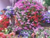 450_Fleurs04.jpg