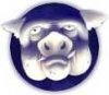 pig1.jpg