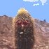 avatar cactus.jpg