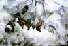 neige6544.jpg neige6544.jpg