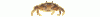 crabe.gif