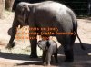 elephant.jpg