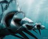 requin cigogne.jpg