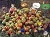 Tas de Pommes.jpg Tas de Pommes.jpg