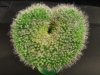 CoeurCactus.jpg