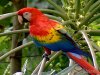 Ara macao.jpg