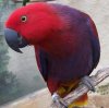 Eclectus F.jpg
