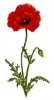 Petite fleur.jpg