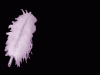 plume.gif