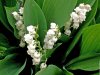 Muguet.jpg