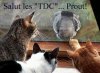 TDC.jpg