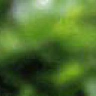 prrune