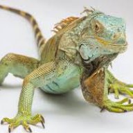 sbellipsis