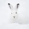 SnowRabbit