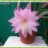 hammouda
