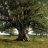 Quercus499